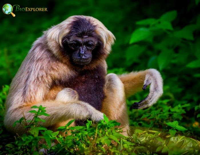 Pileated Gibbon Pileated Gibbon