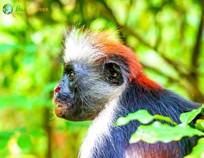Piliocolobus Tephrosceles Piliocolobus Tephrosceles