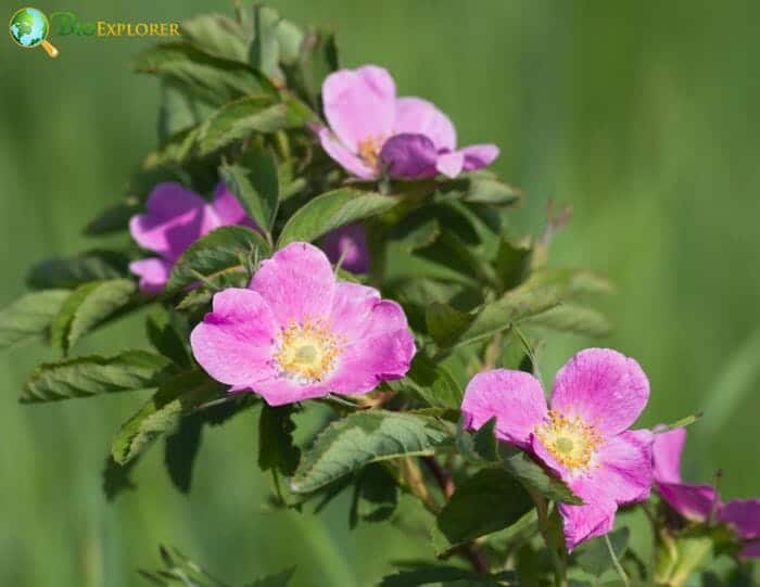 Pink Dog Rose Flowers