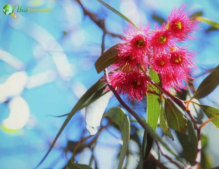 Pink Eucalyptus Flowers