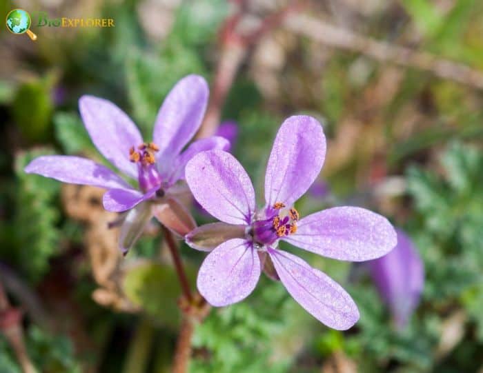 Pink Filaree Flowers