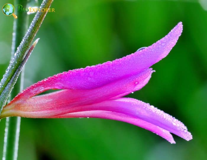 Pink Marsh Gladiolus Flower Pink Marsh Gladiolus Flower