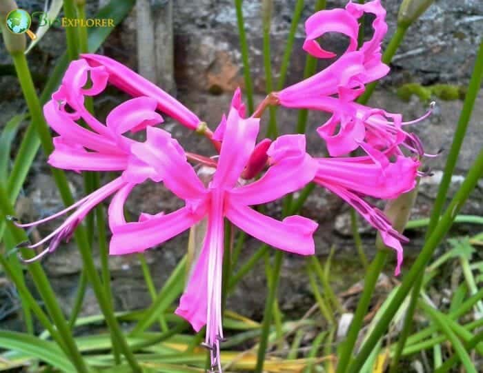 Pink Nerine Flowers