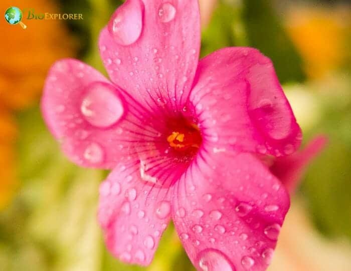 Pink Wood Sorrel Flower Pink Wood Sorrel Flower