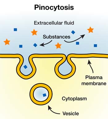 Pinocytosis Pinocytosis