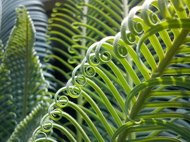 Divisions of Biology: Plant Physiology