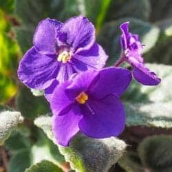 Plocosperma flower (Plocospermataceae)