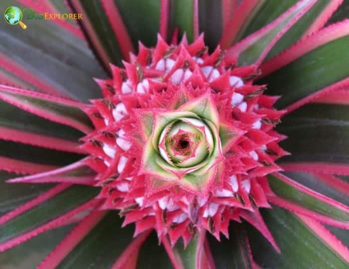 Poales Example Species Poales Example Species