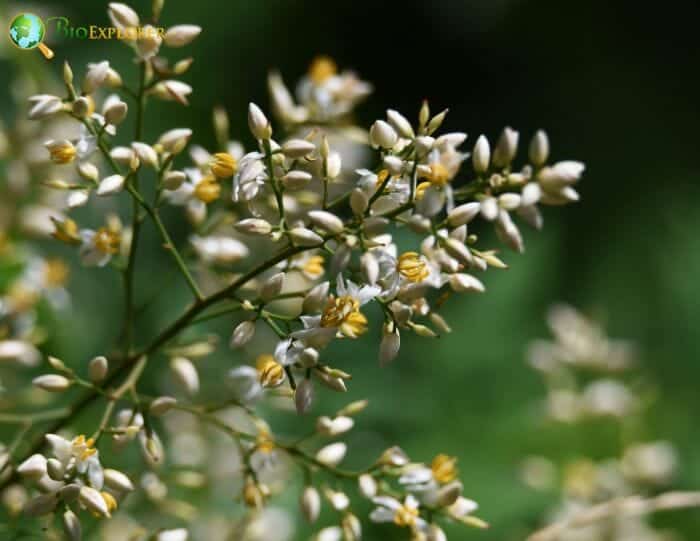 Poales Flowers and Reproduction