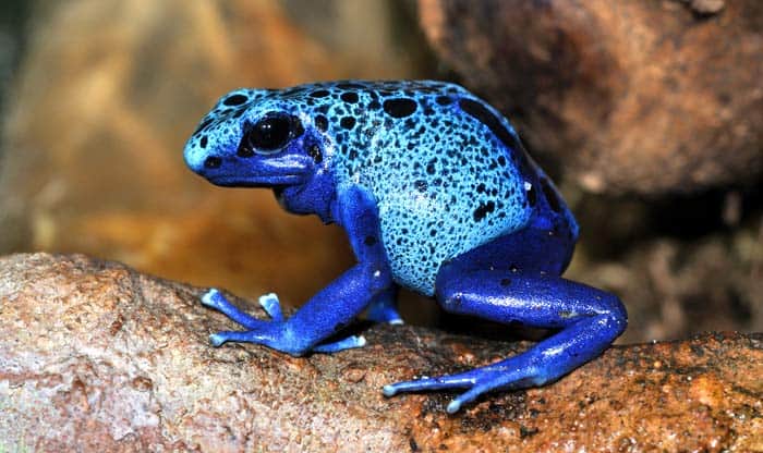 Poisonous Frog