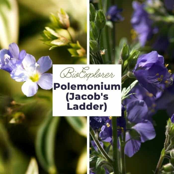 Polemonium