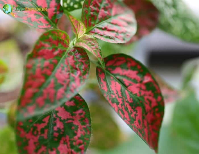 Polka Dot Plants