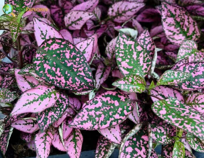 Polka Dot Plant | Flamingo Plant | Hypoestes phyllostachya | BioExplorer