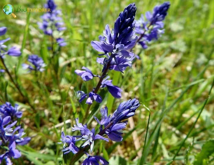 Polygala Vulgaris