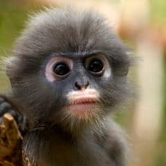 Popa langur Popa langur