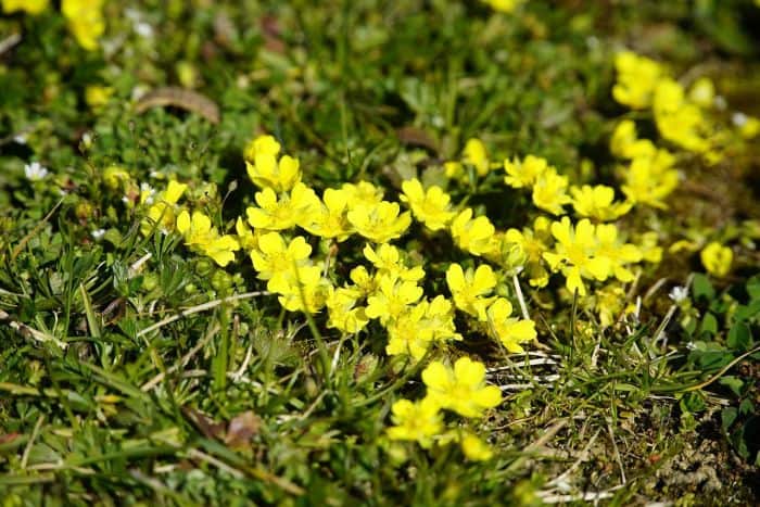 Potentilla Anserine