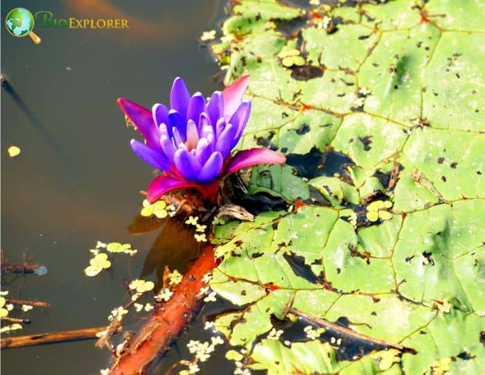 Prickly Water Lily