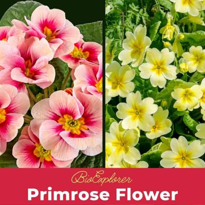 Primrose