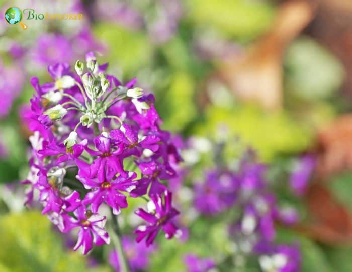 Primula Sieboldii