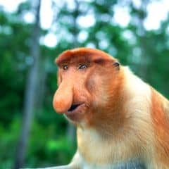 Proboscis Monkey Proboscis Monkey