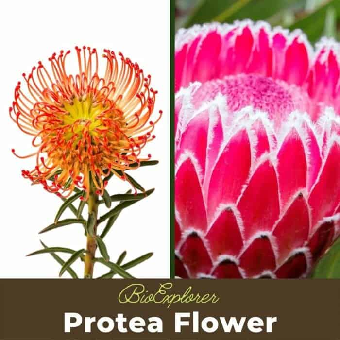 Protea