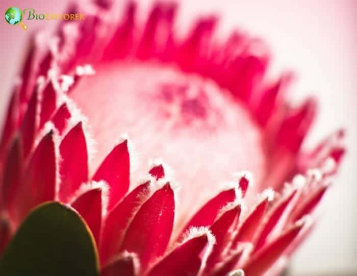 Protea Flower Closeup