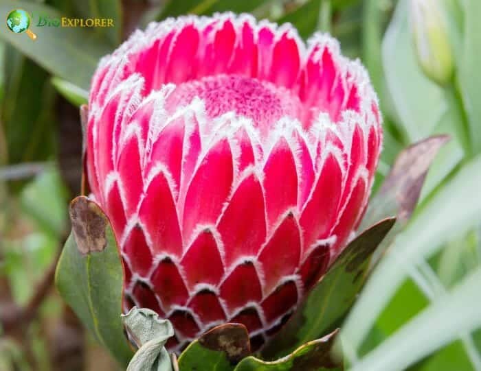 Protea Flower