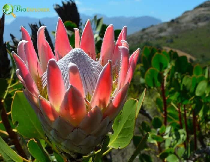 Protea Flower