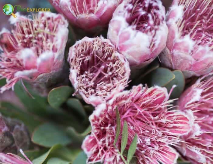 Protea Pale Purple Flowers