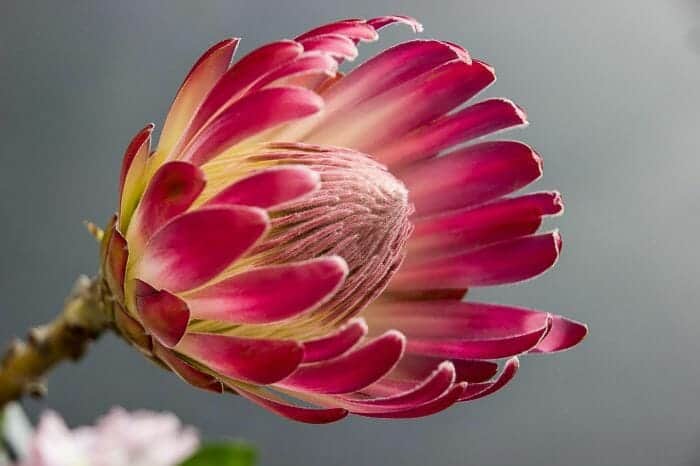 Proteaceae Family Flowers