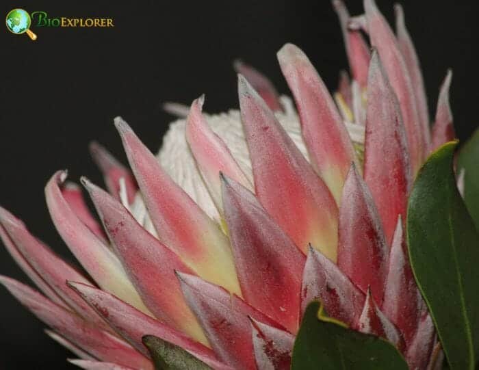 Proteales Flowers and Reproduction Proteales Flowers and Reproduction