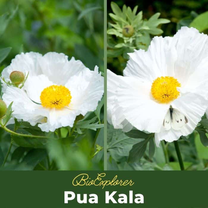 Pua Kala