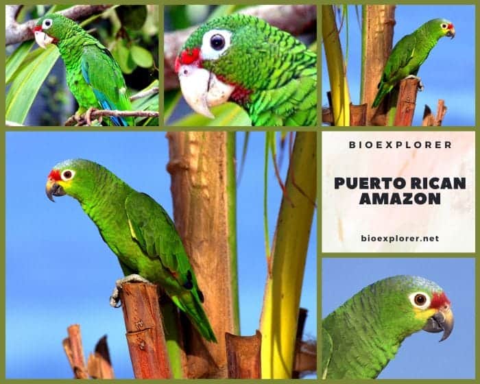 Puerto Rican Amazon Amazona Vittata Puerto Rico Bird Facts