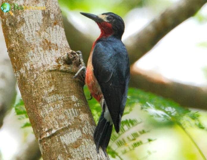 Puerto Rican Woodpecker | Melanerpes Portoricensis | Puerto Rico Bird