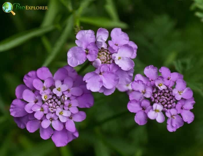 Purple Candytuft