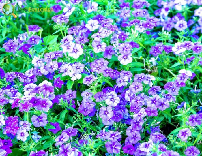 Purple Drummond's Phlox Flowers Purple Drummond's Phlox Flowers
