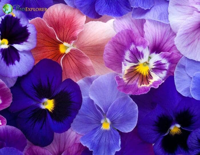 Purple Pansy Flower