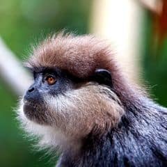 Purple-faced Langur Purple-faced Langur