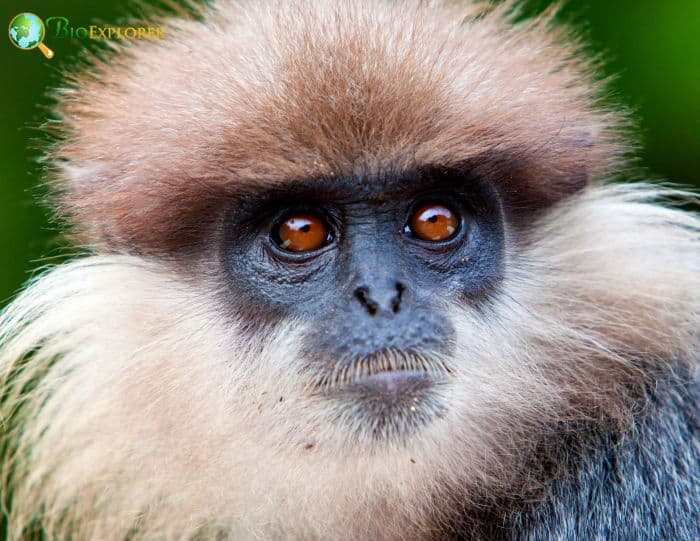 Purple-faced Langur Purple-faced Langur