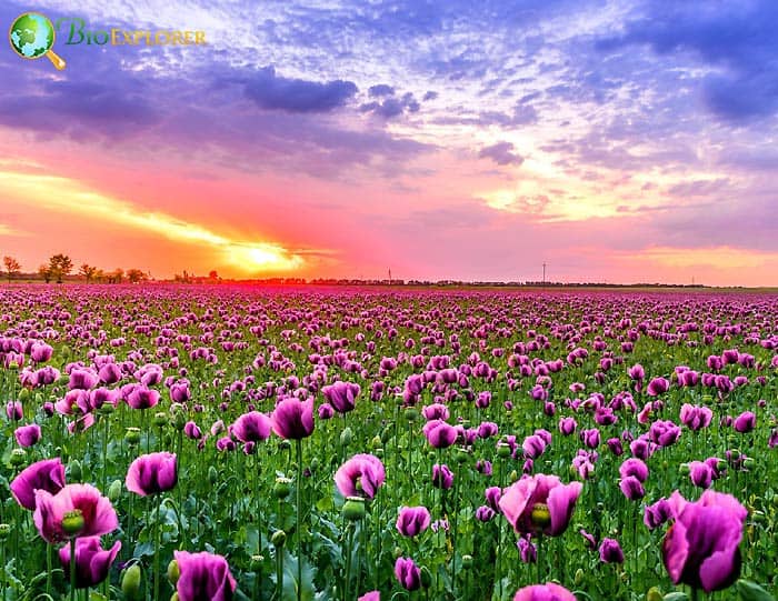 Purple flowers symbolism