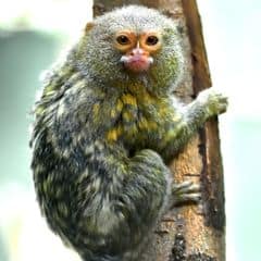 Pygmy Marmoset Pygmy Marmoset