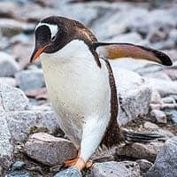 Antarctic Gentoo penguin