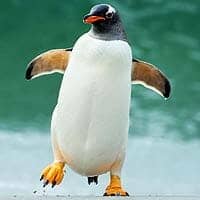 Subantarctic Gentoo Penguin Subantarctic Gentoo Penguin
