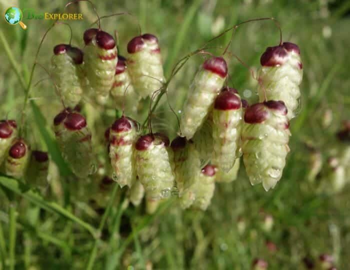 Quaking Grass Flowers