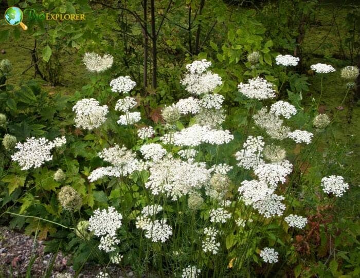 Daucus carota 'Purple Kisses', Queen Anne's Lace 'Purple Kisses' in  GardenTags plant encyclopedia