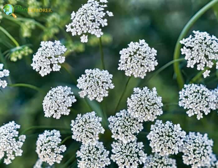 Daucus carota 'Purple Kisses', Queen Anne's Lace 'Purple Kisses' in  GardenTags plant encyclopedia