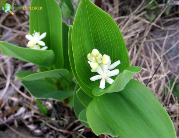 Queen's Cup Flowers