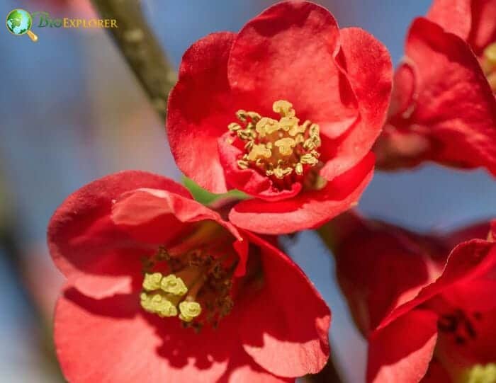 Quince Flowers