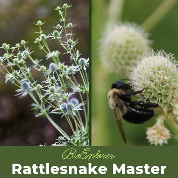 Rattlesnake
