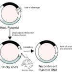 Recombinant Proteins